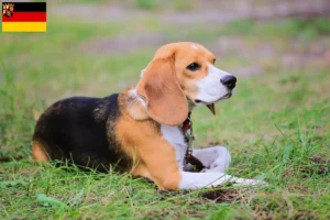 Read more about the article Hodowcy i szczenięta Beagle harrier w Nadrenia-Palatynat