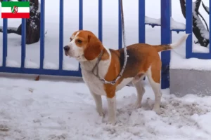 Read more about the article Hodowcy i szczenięta Beagle harrier w Nadrenia Północna-Westfalia