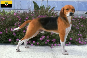 Read more about the article Hodowcy i szczenięta Beagle harrier w Saksonia-Anhalt