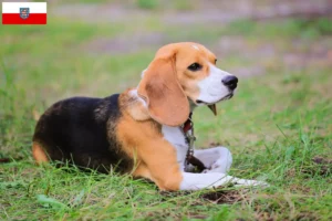Read more about the article Hodowcy i szczenięta Beagle harrier w Turyngia
