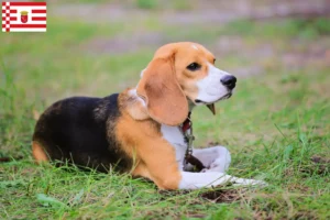 Read more about the article Hodowcy i szczenięta Beagle harrier w Brema