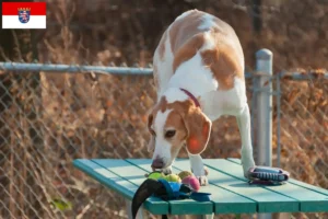 Read more about the article Hodowcy i szczenięta Beagle harrier w Hesja