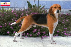 Read more about the article Hodowcy i szczenięta Beagle harrier w Meklemburgia-Pomorze Przednie