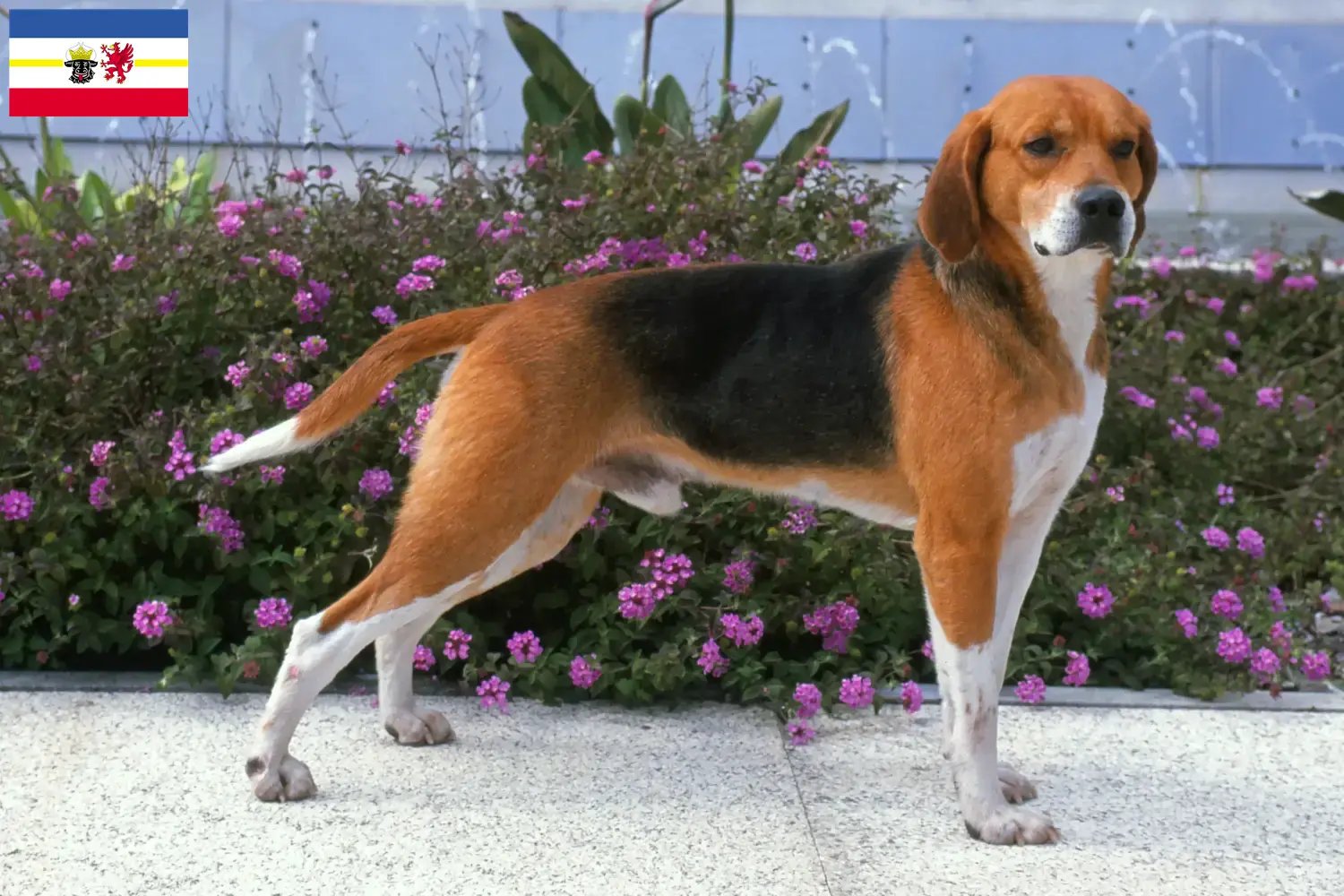 Read more about the article Hodowcy i szczenięta Beagle harrier w Meklemburgia-Pomorze Przednie
