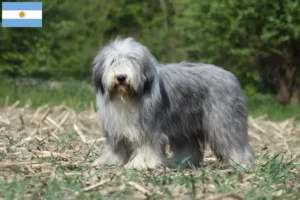 Read more about the article Hodowcy i szczenięta Bearded Collie w Argentyna