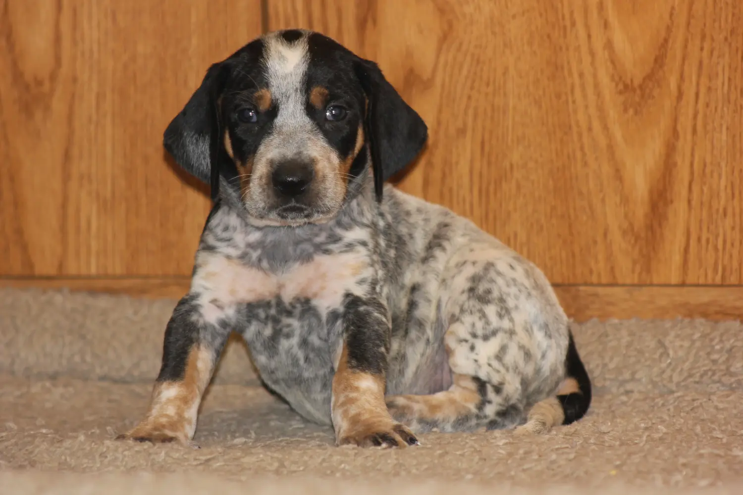 Kupno szczeniaka rasy Bluetick Coonhound oznacza wzięcie odpowiedzialności! Kup szczenięta rasy Bluetick Coonhound.