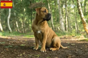 Read more about the article Hodowcy i szczenięta Boerboel w Hiszpania