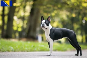 Read more about the article Hodowcy i szczenięta Boston terrier w Bośnia i Hercegowina