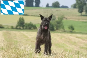 Read more about the article Hodowcy i szczenięta Bouvier des Ardennes w Bawaria