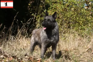Read more about the article Bouvier des Ardennes hodowcy i szczenięta w Berlin