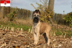 Read more about the article Hodowcy i szczenięta Bouvier des Ardennes w Brandenburgia