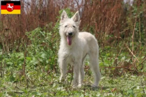 Read more about the article Bouvier des Ardennes hodowcy i szczenięta w Dolna Saksonia