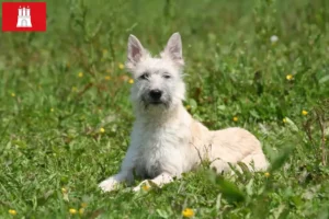 Read more about the article Bouvier des Ardennes hodowcy i szczenięta w Hamburg
