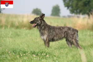 Read more about the article Bouvier des Ardennes hodowcy i szczenięta w Hesja