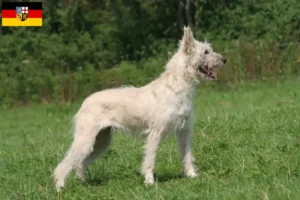 Read more about the article Hodowcy i szczenięta Bouvier des Ardennes w Kraj Saary