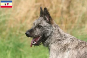Read more about the article Bouvier des Ardennes hodowcy i szczenięta w Meklemburgia-Pomorze Przednie