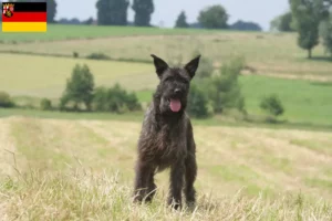 Read more about the article Hodowcy i szczenięta Bouvier des Ardennes w Nadrenia-Palatynat
