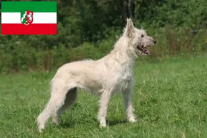 Read more about the article Hodowcy i szczenięta Bouvier des Ardennes w Nadrenia Północna-Westfalia
