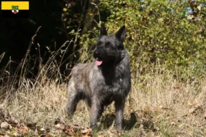 Read more about the article Bouvier des Ardennes hodowcy i szczenięta w Saksonia-Anhalt