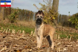 Read more about the article Bouvier des Ardennes hodowcy i szczenięta w Szlezwik-Holsztyn