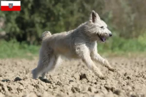 Read more about the article Bouvier des Ardennes hodowcy i szczenięta w Turyngia