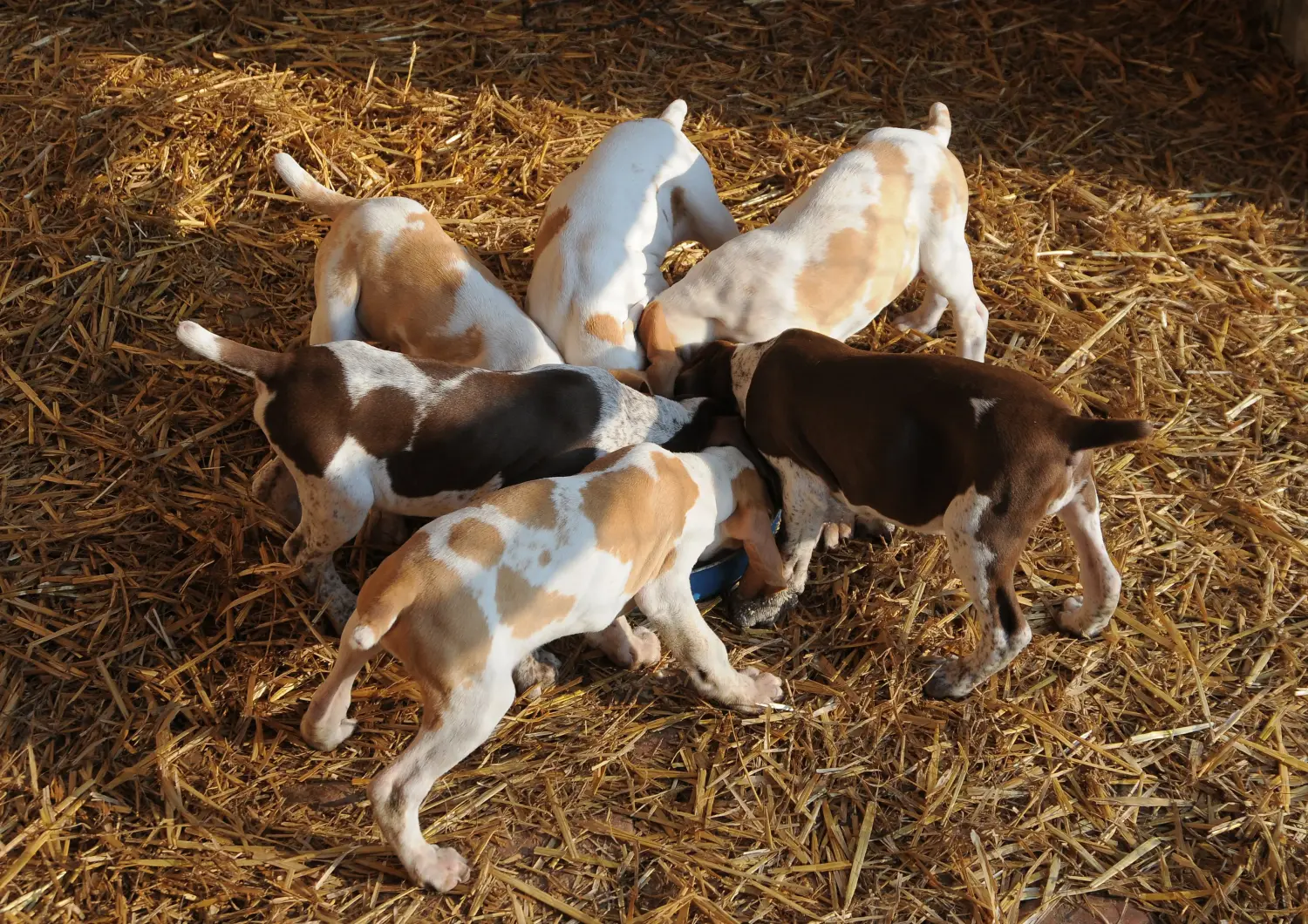 Kupno szczeniaka Bracco Italiano oznacza wzięcie na siebie odpowiedzialności! Kup szczenięta Bracco Italiano.