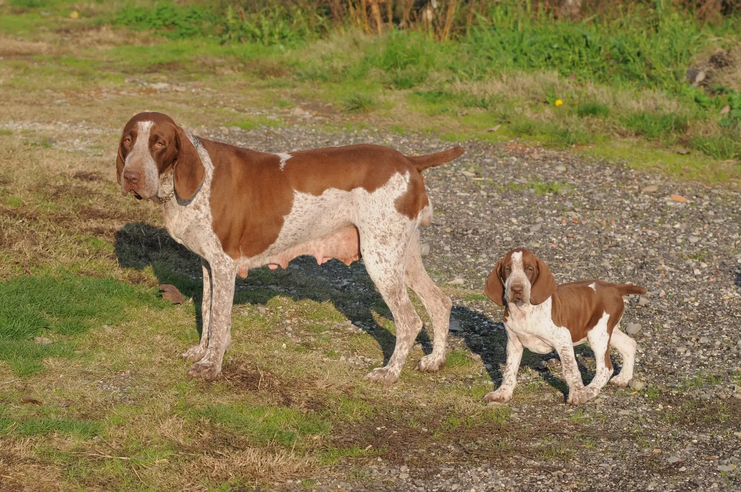Kupno szczeniaka Bracco Italiano oznacza wzięcie na siebie odpowiedzialności! Kup szczenięta Bracco Italiano.