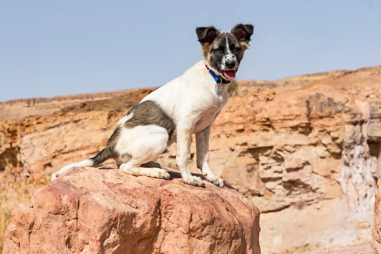 Kupno szczeniaka Canaan Dog oznacza wzięcie na siebie odpowiedzialności! Kup szczenięta Canaan Dog.