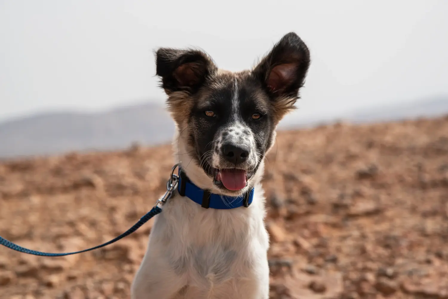 Kupno szczeniaka Canaan Dog oznacza wzięcie na siebie odpowiedzialności! Kup szczenięta Canaan Dog.