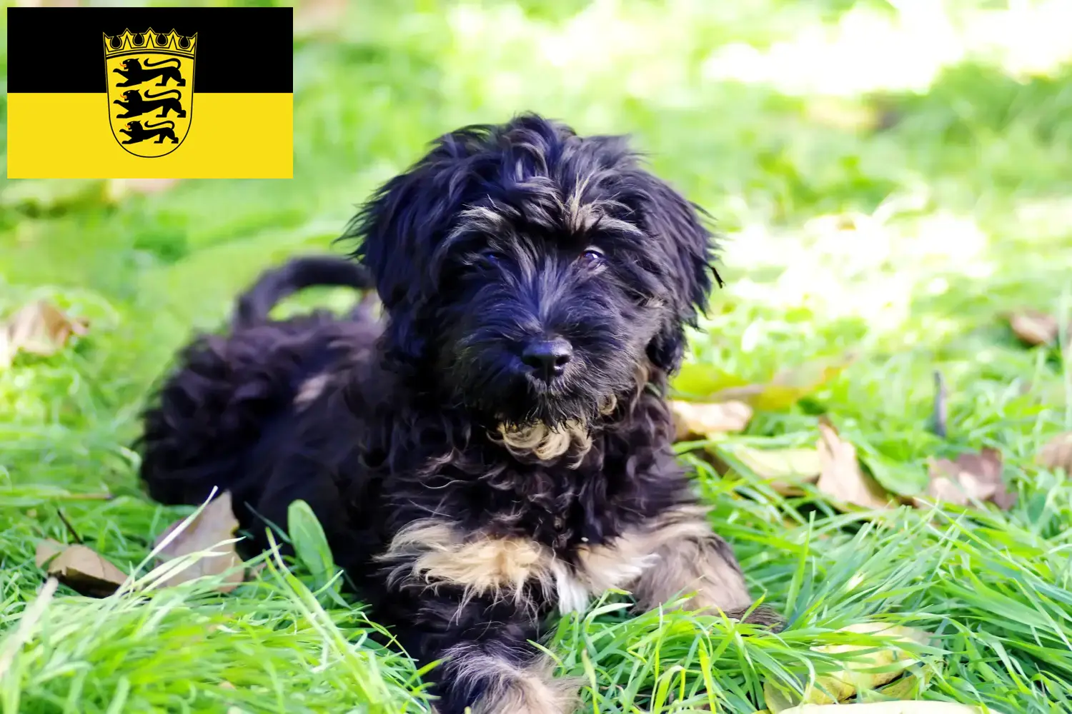 Cão da Serra de Aires szczenięta i hodowcy Badenia-Wirtembergia Tutaj znajdziesz hodowców rasy Cão da Serra de Aires w Badenia-Wirtembergia.