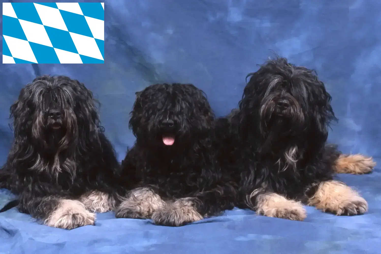 Cão da Serra de Aires szczenięta i hodowcy Bawaria Tutaj znajdziesz hodowców rasy Cão da Serra de Aires w Bawaria.