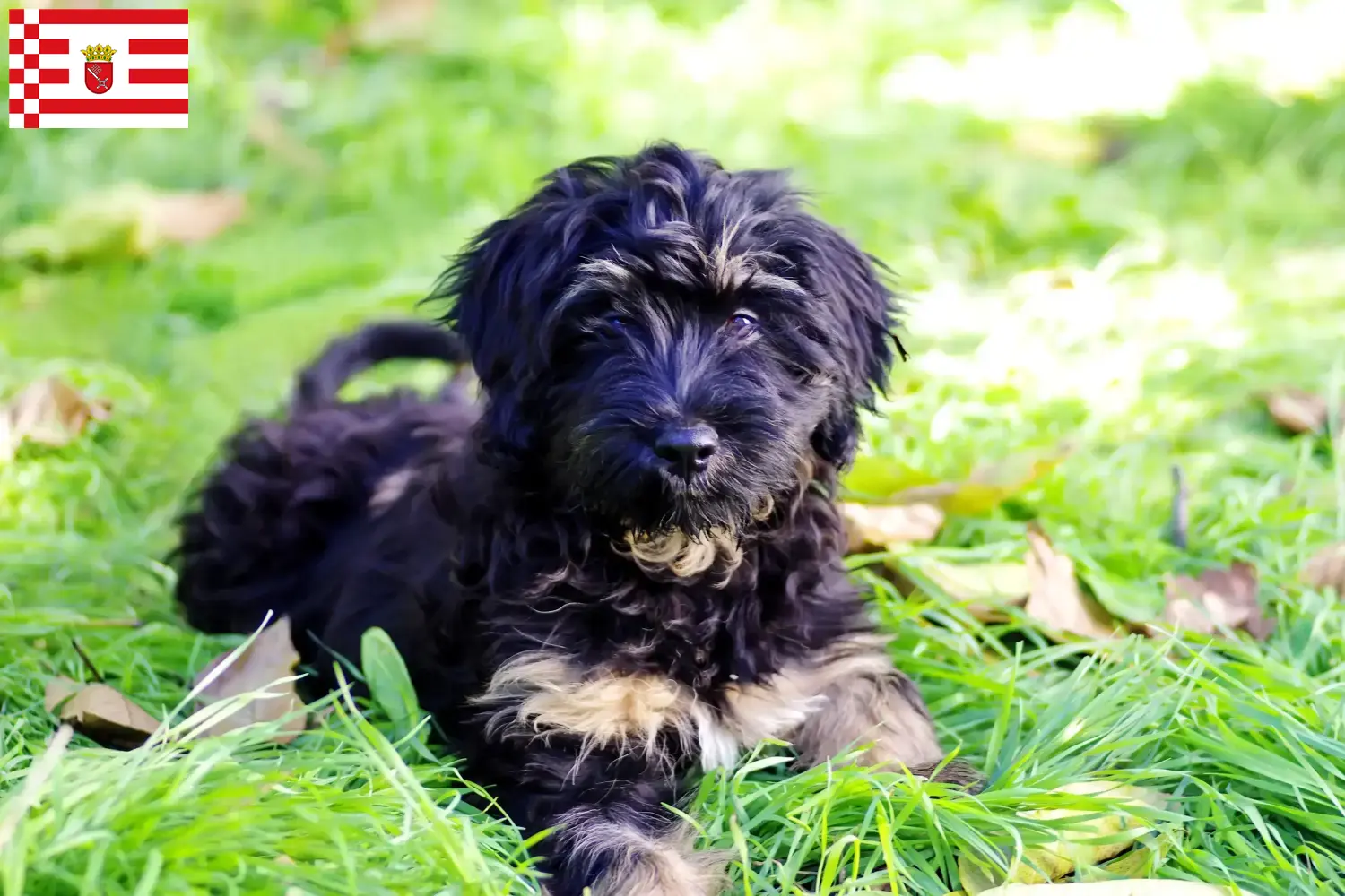 Cão da Serra de Aires szczenięta i hodowcy Brema Tutaj można znaleźć hodowców Cão da Serra de Aires w Brema.