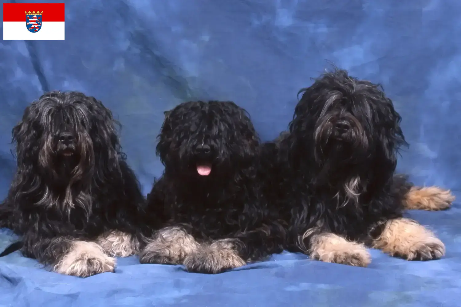 Cão da Serra de Aires szczenięta i hodowcy Hesja Tutaj można znaleźć hodowców Cão da Serra de Aires w Hesja.