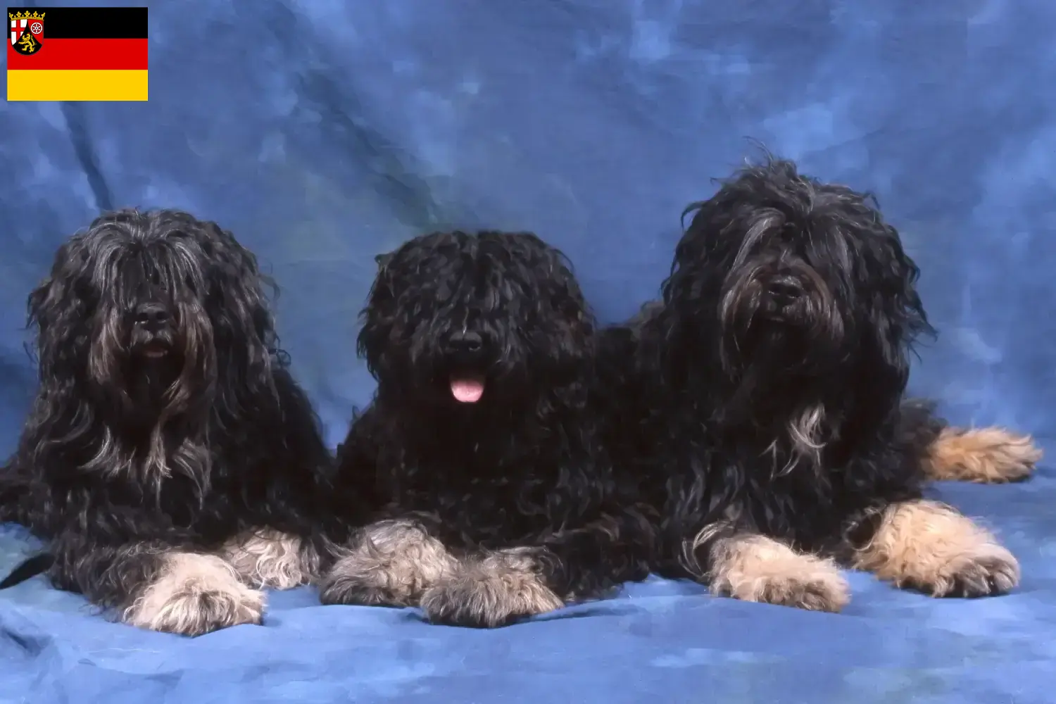 Cão da Serra de Aires szczenięta i hodowcy Nadrenia-Palatynat Tutaj znajdziesz hodowców rasy Cão da Serra de Aires w Nadrenia-Palatynat.
