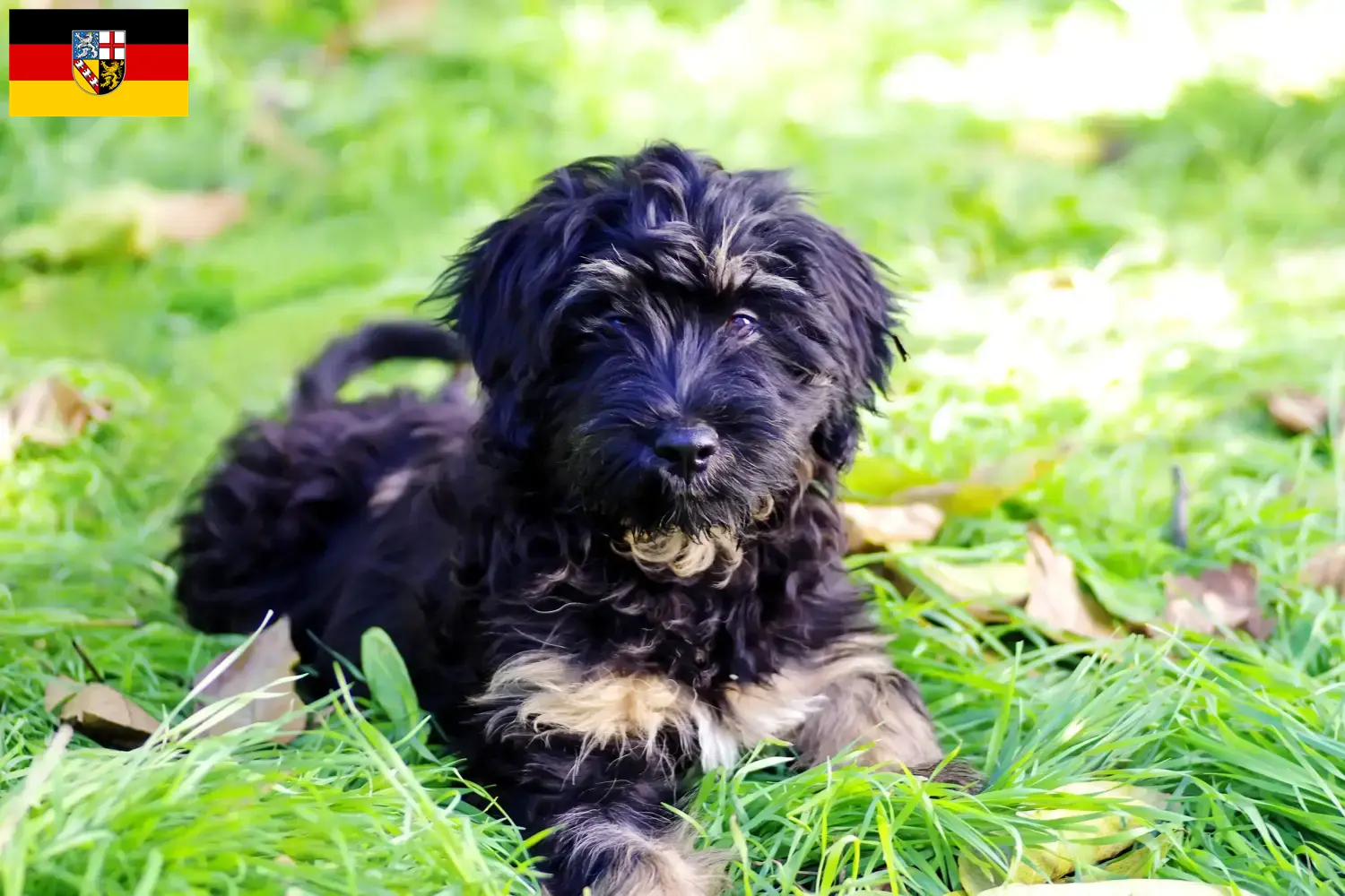 Cão da Serra de Aires szczenięta i hodowcy Saara Tutaj można znaleźć hodowców Cão da Serra de Aires w Saara.