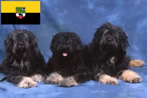 Read more about the article Cão da Serra de Aires hodowcy i szczenięta w Saksonia-Anhalt