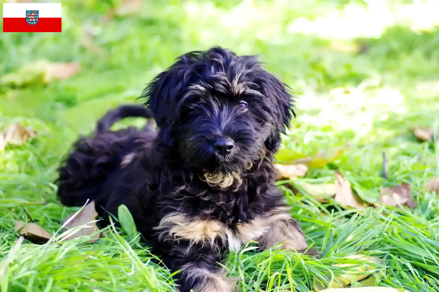 Cão da Serra de Aires szczenięta i hodowcy Turyngia Tutaj znajdziesz hodowców rasy Cão da Serra de Aires w Turyngia.