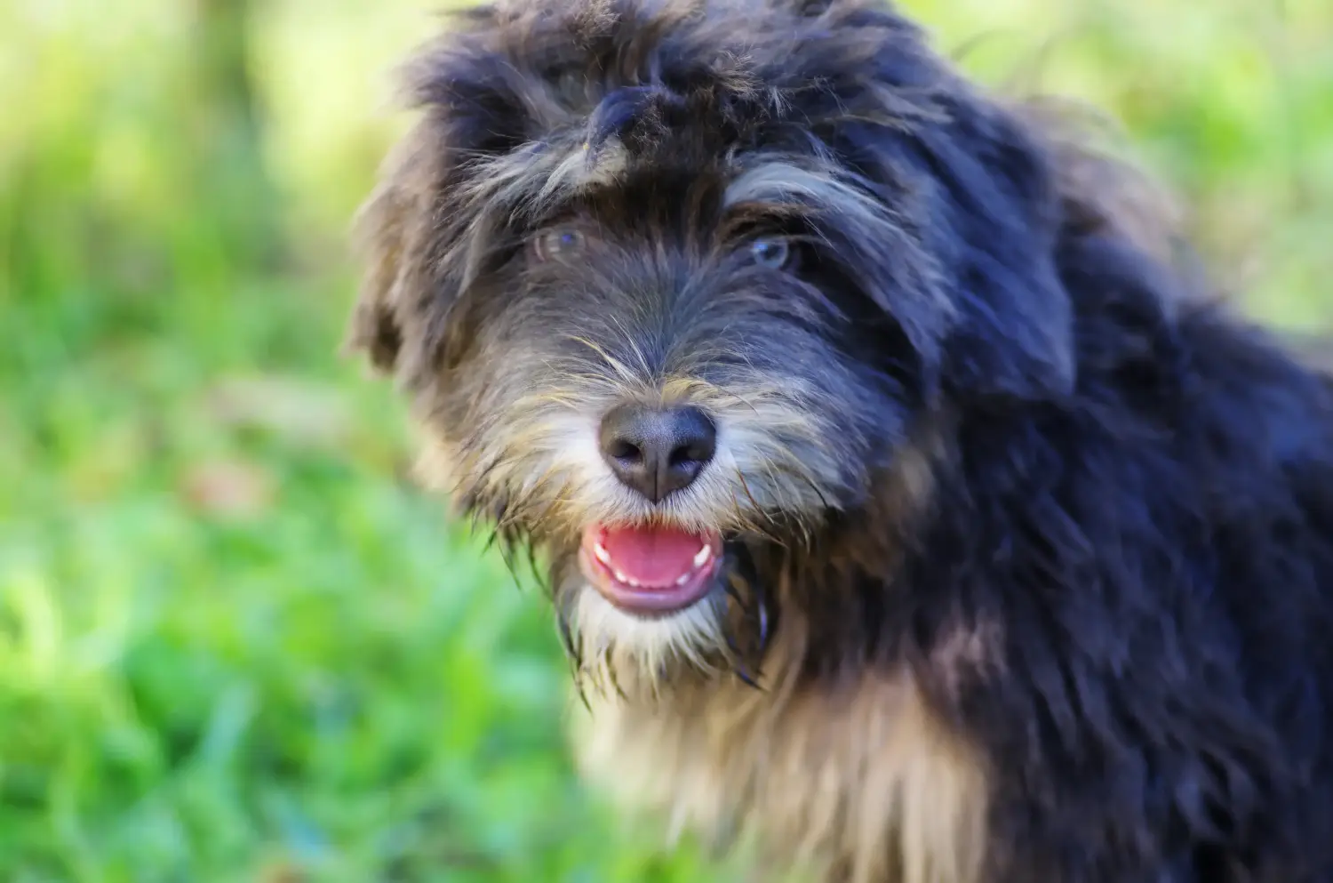 Kupno szczeniaka Cão da Serra de Aires oznacza wzięcie na siebie odpowiedzialności! Kup szczenięta Cão da Serra de Aires.