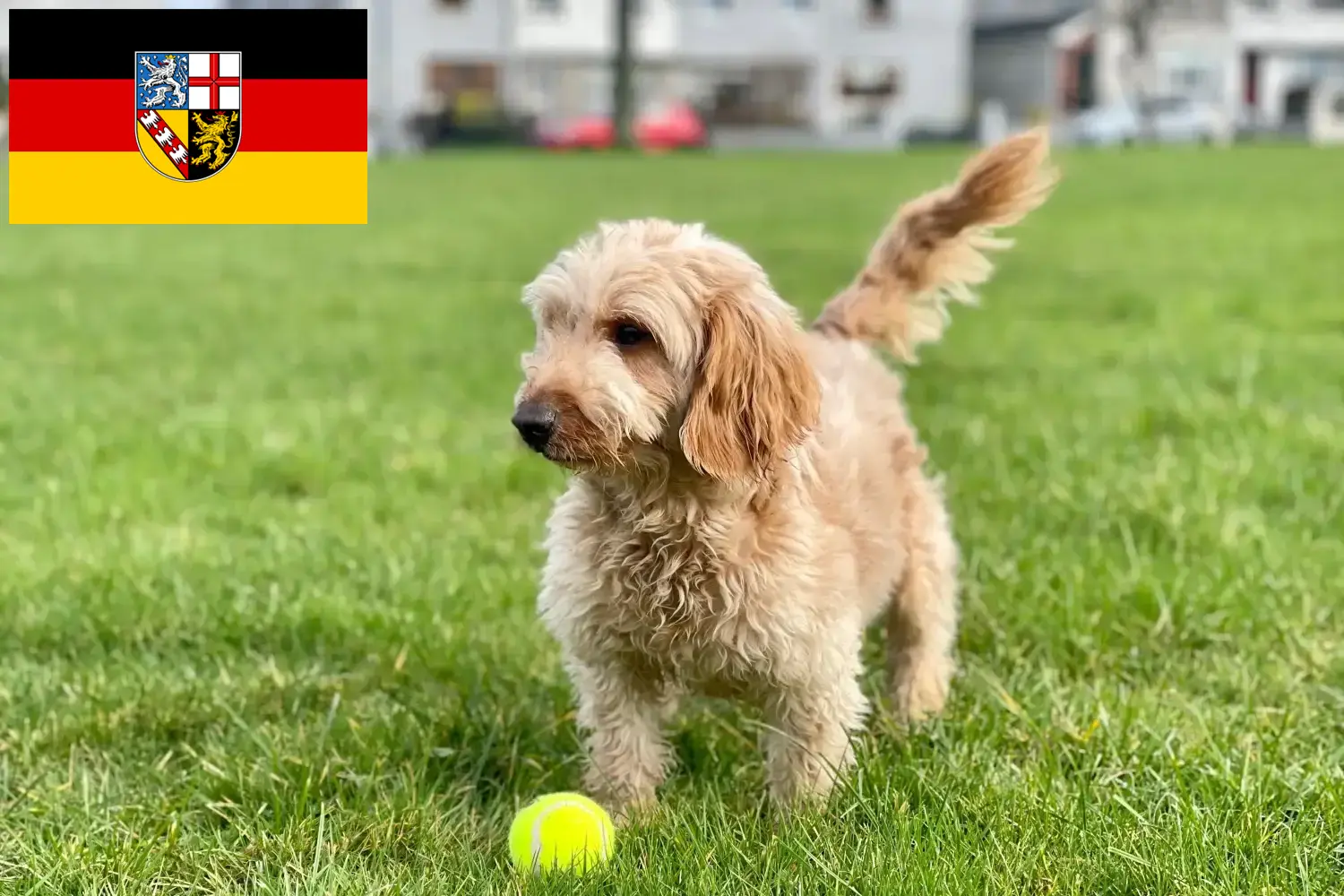 Read more about the article Hodowcy i szczenięta Cockapoo w Kraj Saary