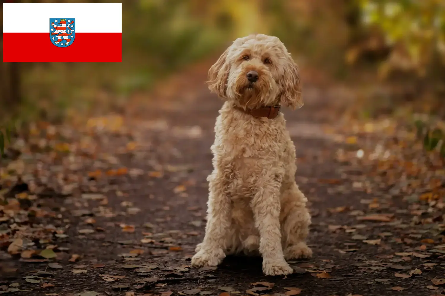 Read more about the article Hodowcy i szczenięta Cockapoo w Turyngia