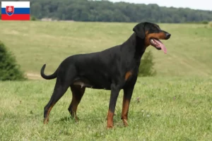 Read more about the article Hodowcy i szczenięta dobermanów w Słowacja
