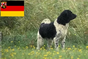Read more about the article Hodowcy psów rasy fryzyjski pies wodny i szczenięta w Nadrenia-Palatynat