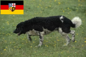 Read more about the article Hodowcy psów rasy fryzyjski pies wodny i szczenięta w Kraj Saary