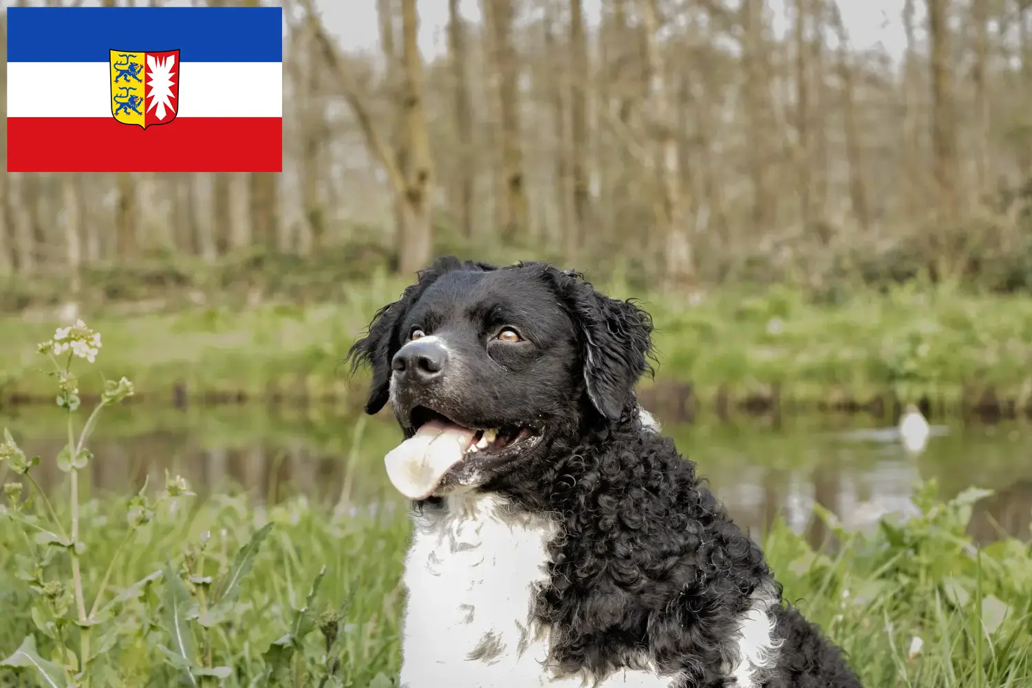 Read more about the article Hodowcy psów rasy fryzyjski pies wodny i szczenięta w Szlezwik-Holsztyn