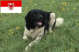 Read more about the article Hodowca fryzyjskich psów wodnych i szczeniąt w Brandenburgii