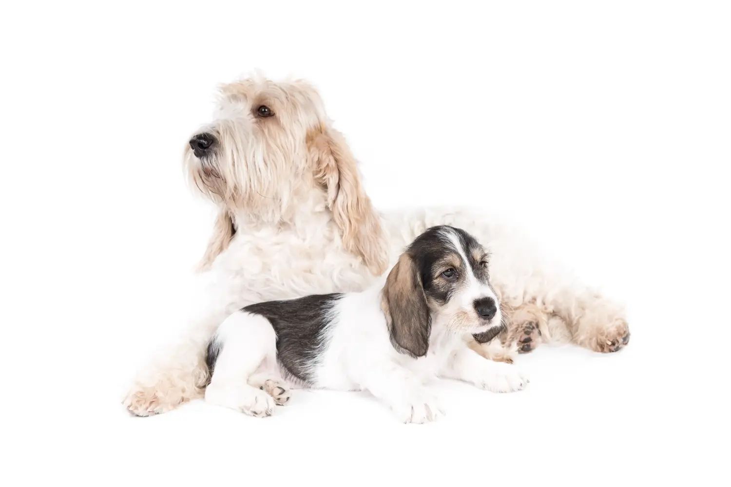 Zakup szczeniaka rasy Grand Basset Griffon Vendéen oznacza wzięcie na siebie odpowiedzialności! Kup szczenięta Grand Basset Griffon Vendéen.