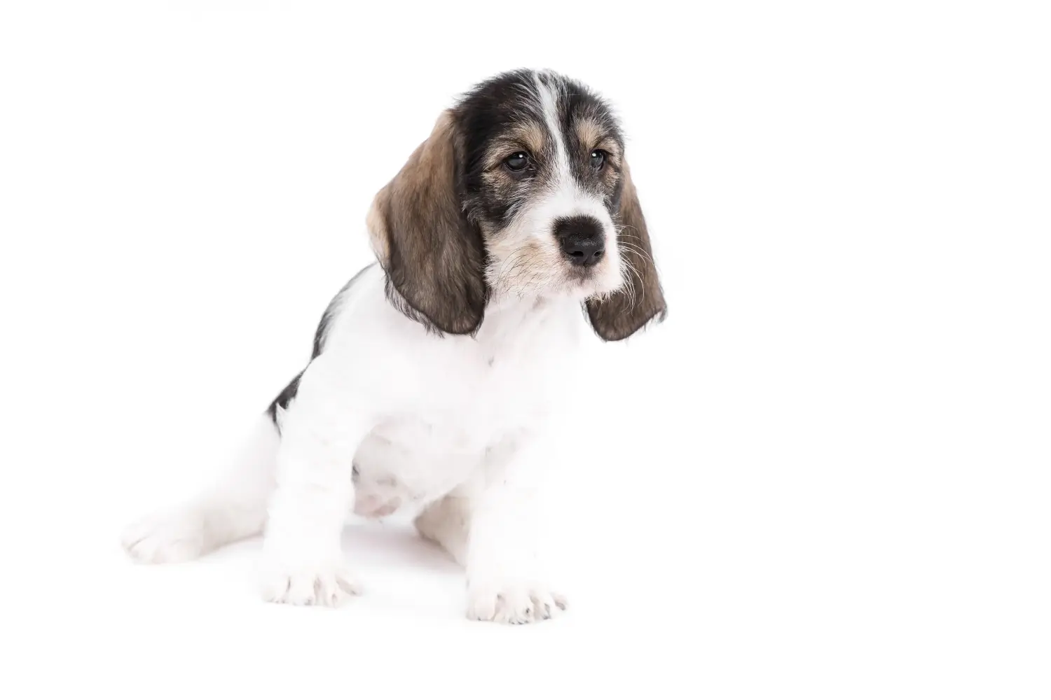 Zakup szczeniaka rasy Grand Basset Griffon Vendéen oznacza wzięcie na siebie odpowiedzialności! Kup szczenięta Grand Basset Griffon Vendéen.