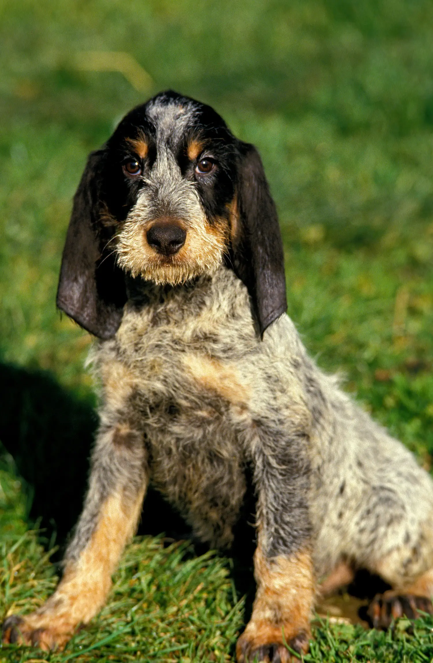 Kupno szczeniaka rasy Griffon Bleu de Gascogne oznacza wzięcie na siebie odpowiedzialności! Kup szczenięta Griffon Bleu de Gascogne.