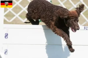 Read more about the article Hodowcy i szczenięta irlandzki spaniel wodny w Kraj Saary