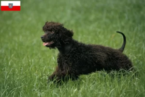 Read more about the article Hodowcy i szczenięta irlandzki spaniel wodny w Turyngia